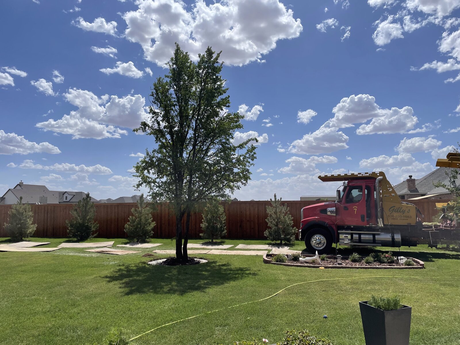 Freshly installed shade tree in a Texas Panhandle backyard