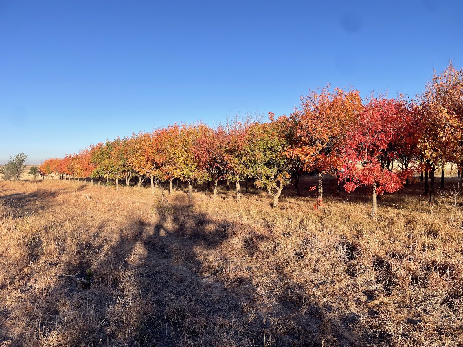Row of mature trees with brilliant fall color