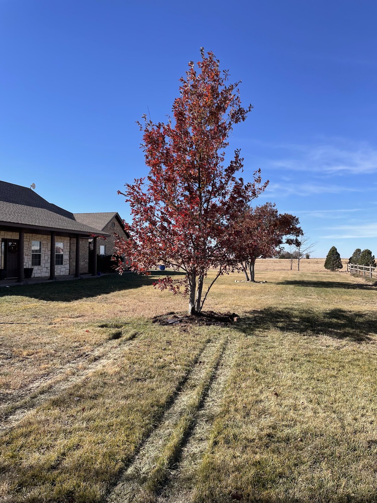 Mature red maple at a residential home
