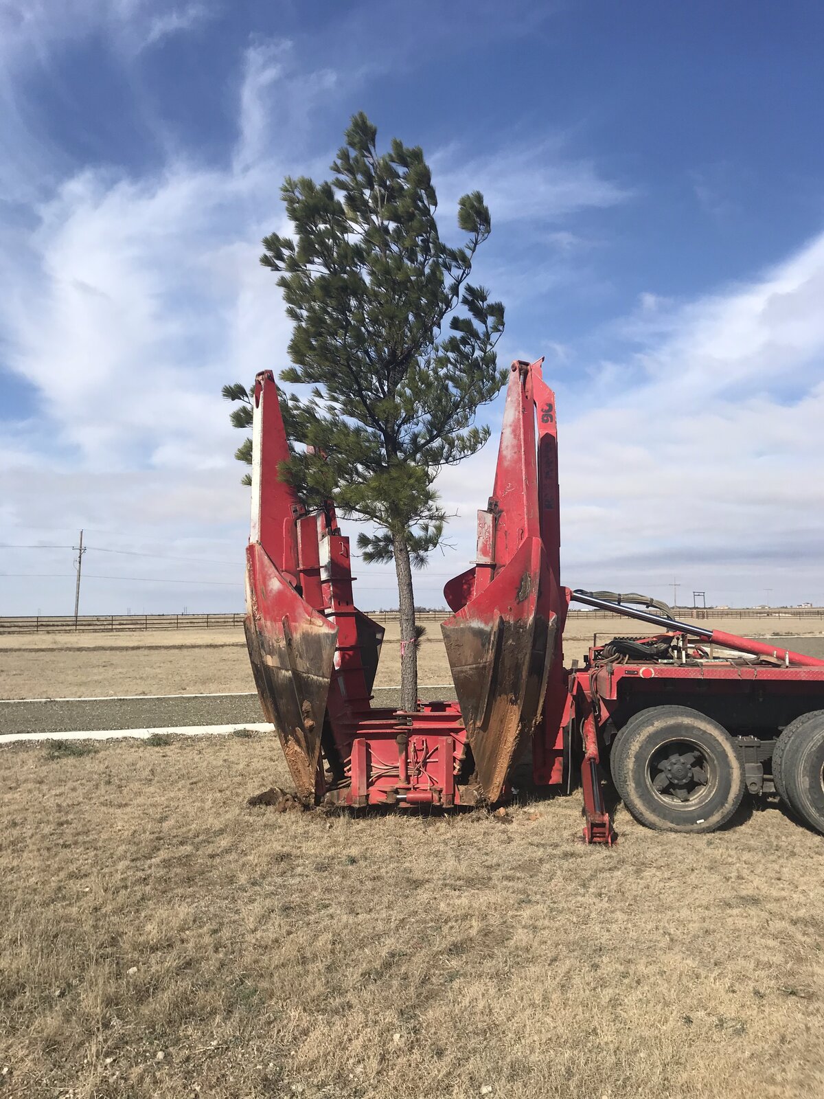 Tree spade in operation transplanting a pine